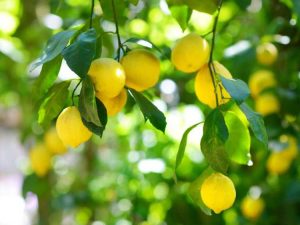 Lire la suite à propos de l’article Citrons tombant d'un arbre : comment réparer la chute prématurée des fruits sur un citronnier