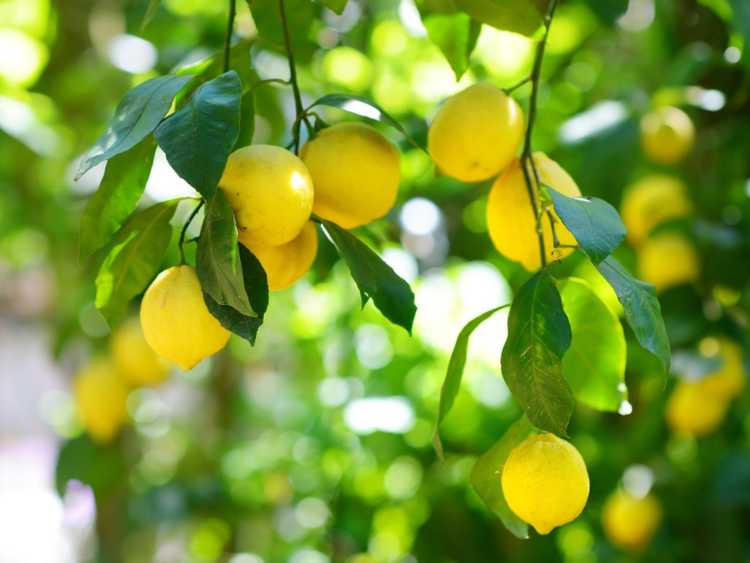 You are currently viewing Citrons tombant d'un arbre : comment réparer la chute prématurée des fruits sur un citronnier
