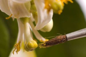 Lire la suite à propos de l’article Citronniers à pollinisation manuelle : conseils pour aider à polliniser manuellement les citrons