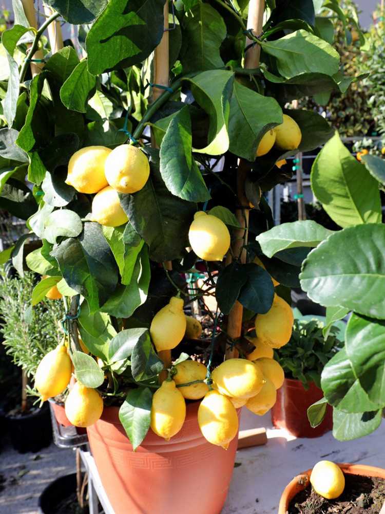 You are currently viewing Fruits de citron mous – Pourquoi les citrons cultivés en pot sont devenus mous