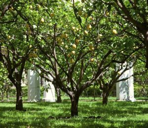 Lire la suite à propos de l’article Cycle de vie du citronnier : combien de temps vivent les citronniers