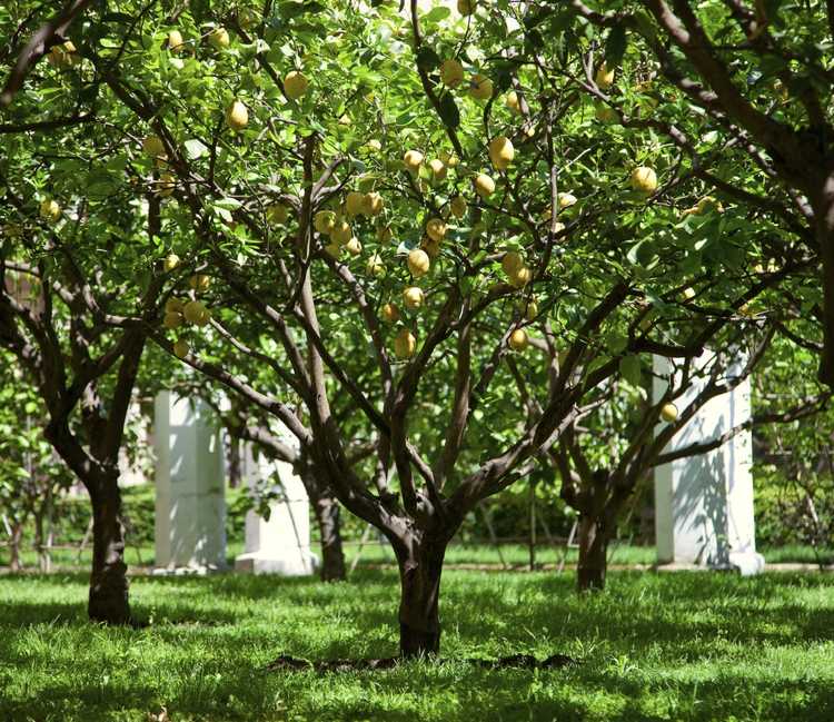 You are currently viewing Cycle de vie du citronnier : combien de temps vivent les citronniers