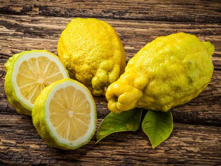 You are currently viewing Bush Lemon Care : En savoir plus sur la culture d'arbustes au citron Bush