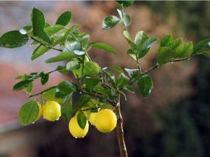 Lire la suite à propos de l’article Feuilles de citronnier qui tombent : comment prévenir la chute des feuilles de citronnier