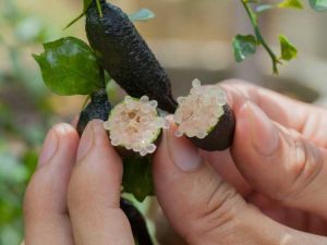 Lire la suite à propos de l’article Qu'est-ce qu'un citron vert australien – En savoir plus sur les soins du citron vert australien