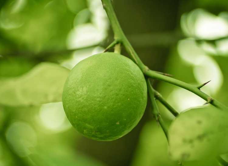 You are currently viewing Les citrons ne jaunissent pas : pourquoi mes citrons restent-ils verts