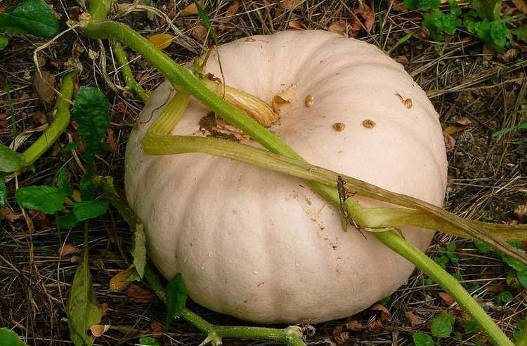 Lire la suite à propos de l’article Informations et soins sur la citrouille aux arachides et découvrez si la citrouille aux arachides est comestible