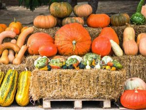 Lire la suite à propos de l’article Les différences entre la citrouille, la courge et les courges