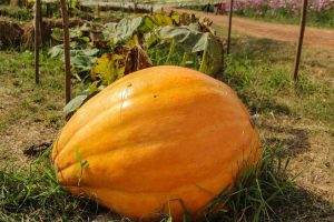 Lire la suite à propos de l’article Citrouilles nourries au lait : apprenez à faire pousser une citrouille géante avec du lait