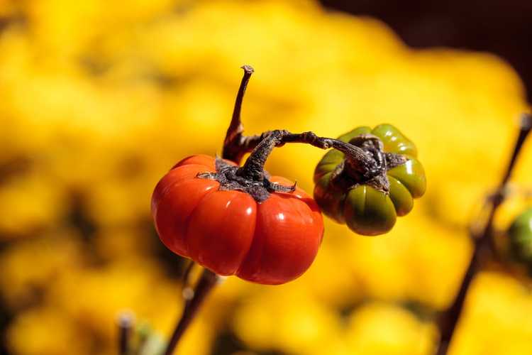 You are currently viewing Informations sur la plante de citrouille sur un bâton – En savoir plus sur l'entretien des aubergines ornementales