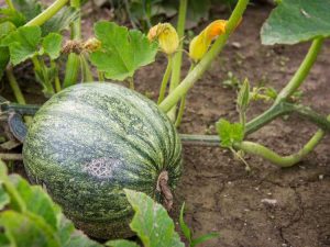 Lire la suite à propos de l’article Manger des citrouilles non mûres – Les citrouilles vertes sont-elles comestibles