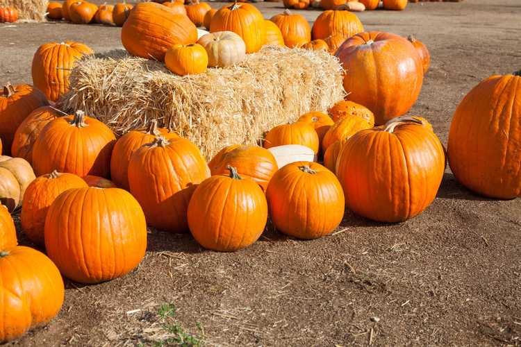 Lire la suite à propos de l’article Choisir des citrouilles d'Halloween : conseils pour choisir la citrouille parfaite