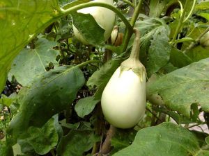 Lire la suite à propos de l’article Informations sur les aubergines Clara : Apprenez à cultiver des aubergines Clara