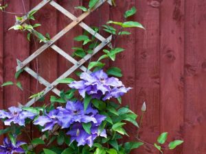 Lire la suite à propos de l’article Vignes pour la couleur de l'été : vignes en fleurs qui fleurissent en été