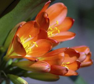 Lire la suite à propos de l’article Cycle de floraison de Clivia : conseils pour faire refleurir les Clivias