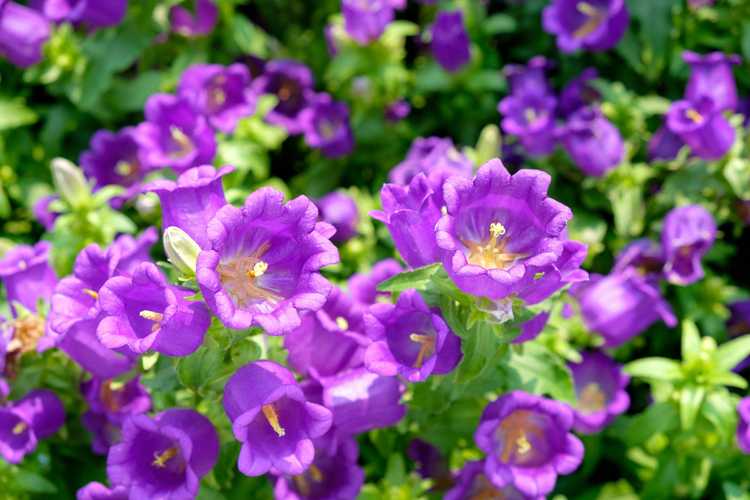 You are currently viewing Usine de Canterbury Bells: Comment faire pousser des cloches de Canterbury