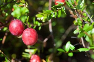 Lire la suite à propos de l’article Pourquoi mes canneberges ne produisent-elles pas de fruits – Raisons pour lesquelles il n'y a pas de fruits sur une vigne de canneberges