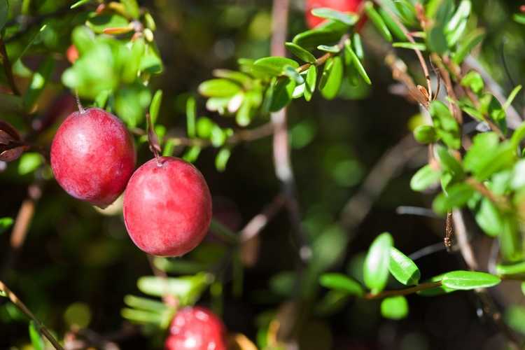 You are currently viewing Pourquoi mes canneberges ne produisent-elles pas de fruits – Raisons pour lesquelles il n'y a pas de fruits sur une vigne de canneberges