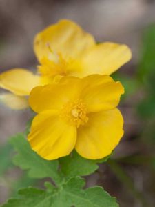 Lire la suite à propos de l’article Entretien du pavot chélidoine : pouvez-vous faire pousser des coquelicots chélidoine dans le jardin