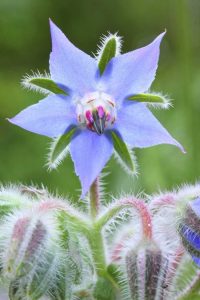 Lire la suite à propos de l’article Variétés de bourrache – Existe-t-il différentes fleurs de bourrache