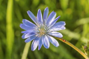 Lire la suite à propos de l’article Problèmes courants de chicorée : comment éviter les problèmes avec les plants de chicorée