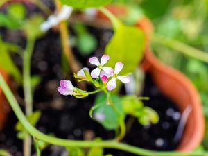 Lire la suite à propos de l’article Plante de radis à fleurs – Faire face au boulonnage des radis