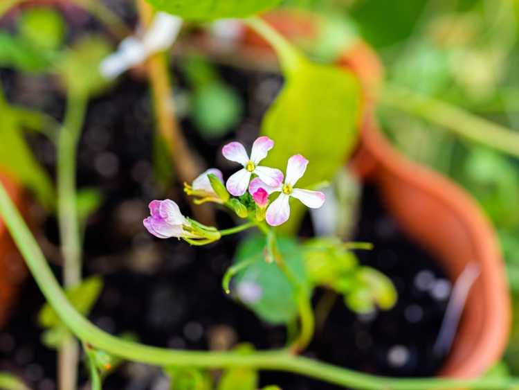 You are currently viewing Plante de radis à fleurs – Faire face au boulonnage des radis