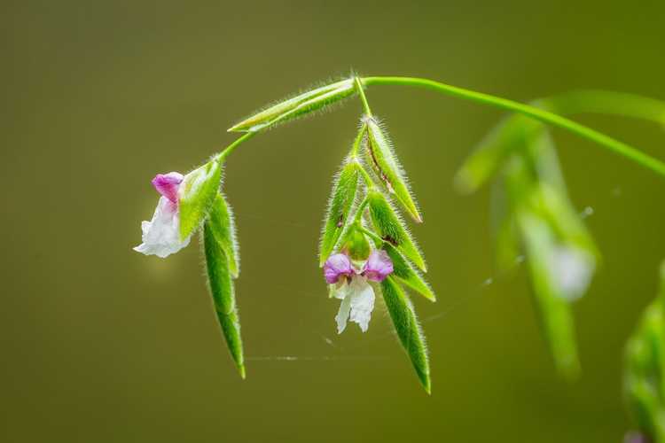 Lire la suite à propos de l’article Thalia Plant Care – Cultiver des plantes Thalia en poudre