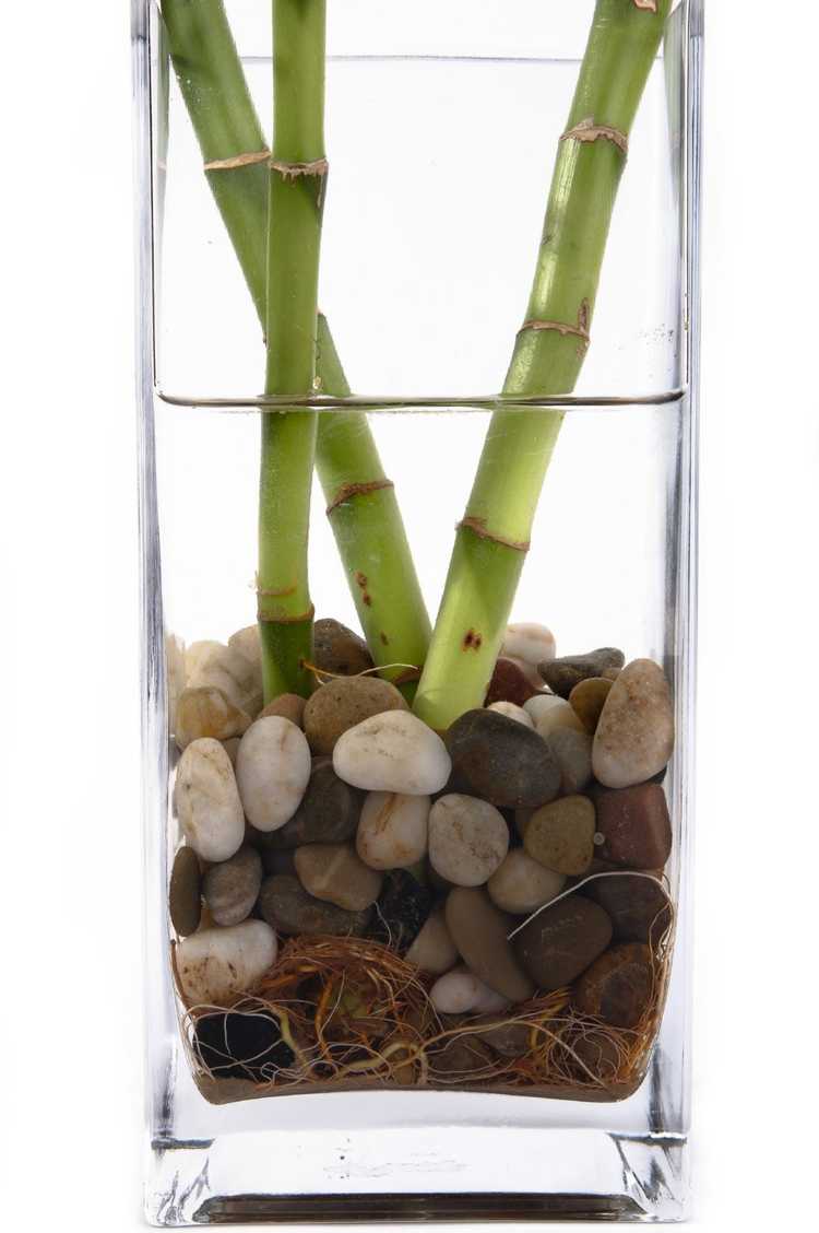 You are currently viewing Entretien des plantes Lucky Bamboo : Comment empêcher un bambou chanceux de pourrir