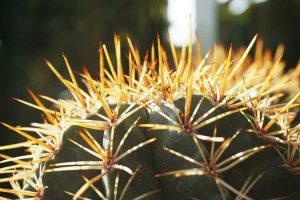 Lire la suite à propos de l’article Mon cactus a perdu ses épines : les épines des cactus repoussent-elles