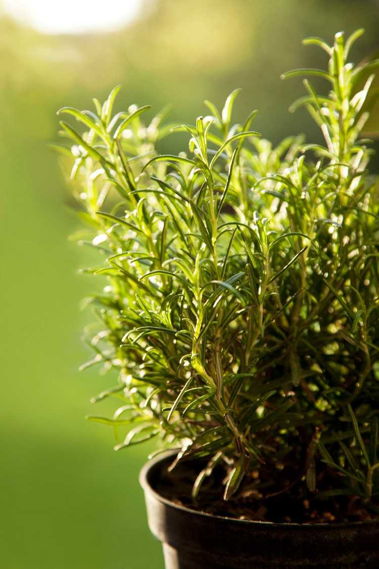 You are currently viewing Herbes de romarin en pot : prendre soin du romarin cultivé dans des conteneurs