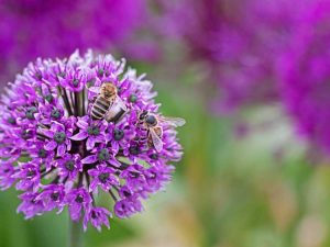 Lire la suite à propos de l’article Allium Plant – Comment faire pousser des alliums dans votre jardin de fleurs