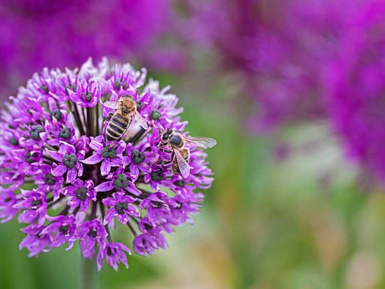 You are currently viewing Allium Plant – Comment faire pousser des alliums dans votre jardin de fleurs