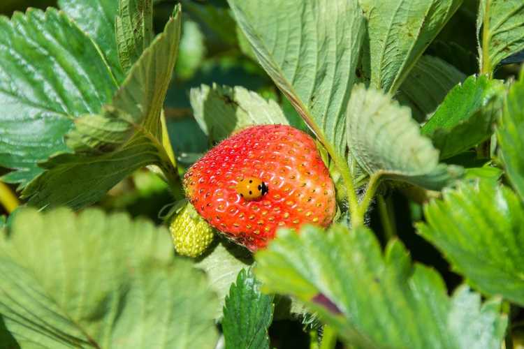 You are currently viewing Protection des fraisiers : conseils pour protéger les fraises contre les insectes