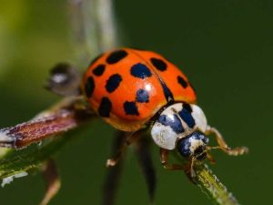 Lire la suite à propos de l’article Identifier les coccinelles – Asiatiques vs. Coccinelles indigènes