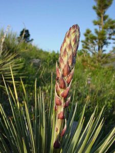 Lire la suite à propos de l’article Utilisations du yucca – Pouvez-vous cultiver des plantes de yucca comme nourriture