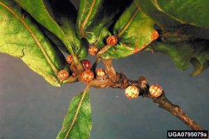 Lire la suite à propos de l’article Cycle de vie des cochenilles de Kermes : Conseils pour traiter les insectes nuisibles aux cochenilles de Kermes