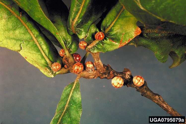 You are currently viewing Cycle de vie des cochenilles de Kermes : Conseils pour traiter les insectes nuisibles aux cochenilles de Kermes