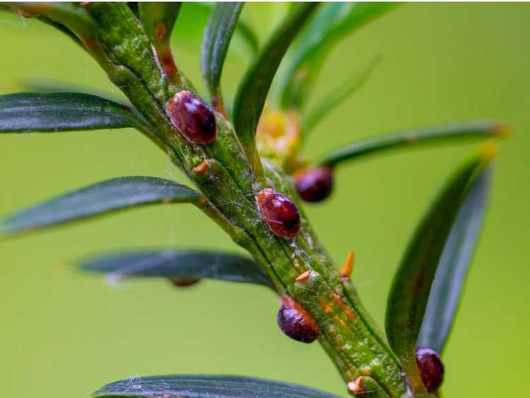 Lire la suite à propos de l’article Scale Bug – Comment contrôler le tartre des plantes