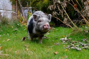 Lire la suite à propos de l’article Élever des porcs à la maison : est-il possible d'élever des porcs de basse-cour