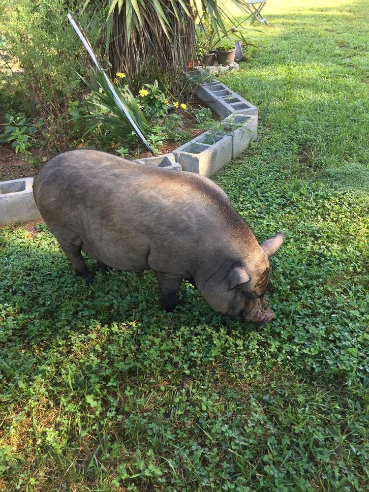 You are currently viewing Porcs domestiques dans le jardin : comment prévenir les dommages causés aux racines des porcs
