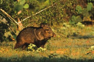 Lire la suite à propos de l’article Cochons sauvages dans le jardin – Cultiver des plantes résistantes à la javeline