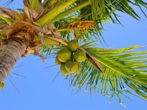 Lire la suite à propos de l’article Maladies et ravageurs du cocotier : traitement des problèmes liés au cocotier