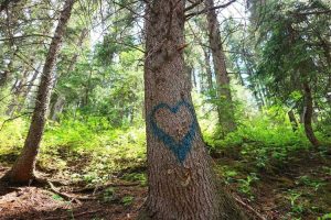 Lire la suite à propos de l’article Enlèvement de peinture graffiti : conseils pour éliminer les graffitis d’un arbre