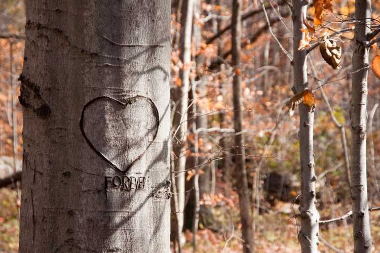 Lire la suite à propos de l’article Solutions de sculpture sur arbres : conseils pour réparer un arbre vandalisé