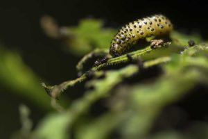 Lire la suite à propos de l’article Cycle de vie du chrysomèle de la viorne : comment traiter les chrysomèles de la viorne