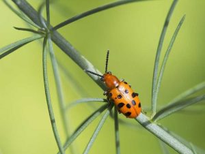 Lire la suite à propos de l’article Faits sur le coléoptère tacheté de l'asperge : Contrôler le coléoptère tacheté de l'asperge dans les jardins