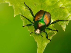 Lire la suite à propos de l’article Plantes qui n'attirent pas les coléoptères japonais – Plantes résistantes au coléoptère japonais