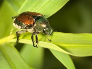 Lire la suite à propos de l’article Qu'est-ce que Milky Spore : Utiliser Milky Spore pour les pelouses et les jardins