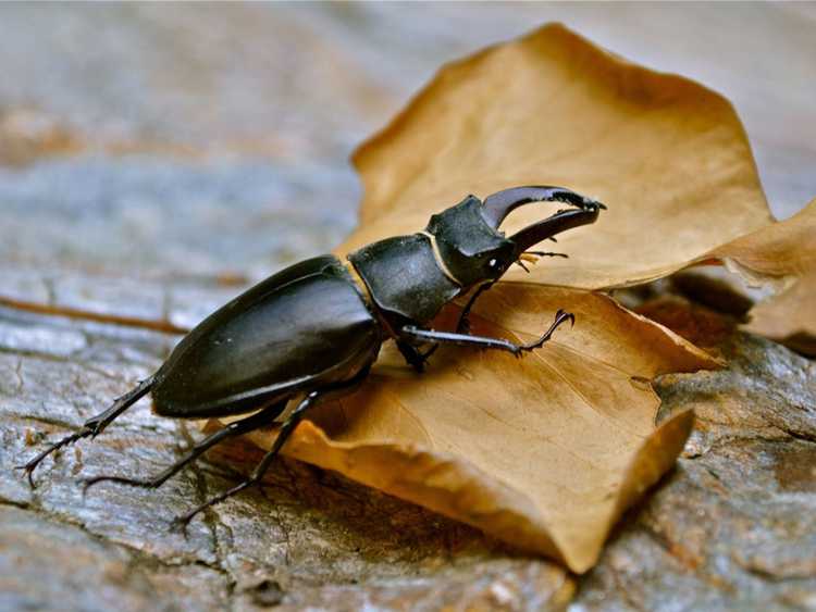 You are currently viewing Faits sur les coléoptères – Avantages des coléoptères dans le jardin